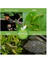 Săpun de potasiu bio pentru protecția plantelor